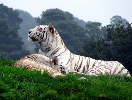 Albino Tiger Lying On Green Grass Under White Sky During Day Time