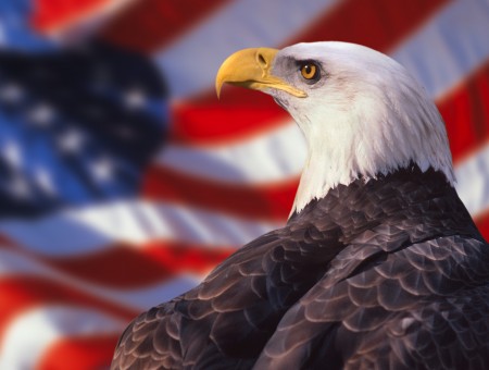 American Eagle With USA Flag Background