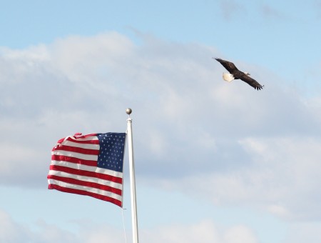 Bald Eagle Flying Above USA Flag