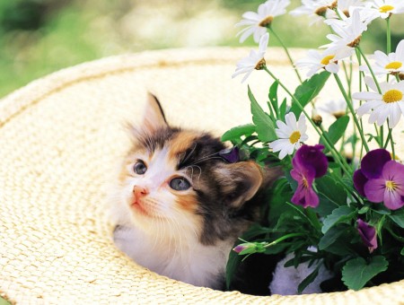 Brown Grey And White Tabby Kitten On The Vase