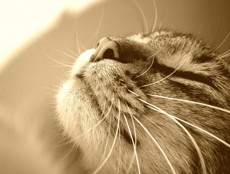 Tabby Cat In Grayscale