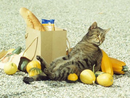 Brown Tabby Cat Sitting On Gray Cement Ground Surrounded By Assorted Yellow Fruits And One Paper Bag