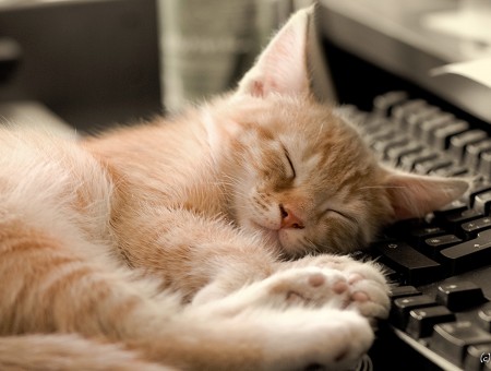 Orange Tabby Cat Sleeping On Black Computer Keyboard