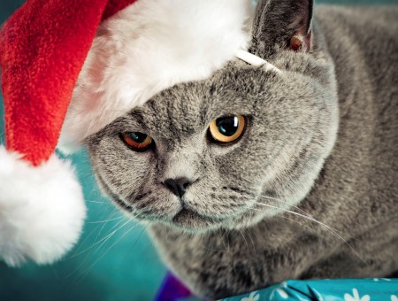 Russian Blue Cat With Santa Hat Illustration