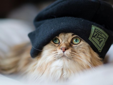 Long Haired Brown And White Cat In A Black Beanie Hat