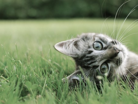 Gray Tabby Kitten On Green Grass Field