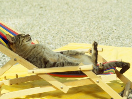 Black White Gray Cat Lying On Blue Yellow Red Multicolored Beach Chair During Daytime