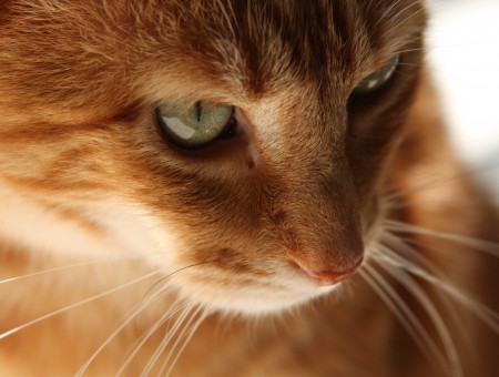 Orange Tabby Cat In Close Up Animal Photography