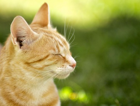 Orange Tabby Cat On Green Lawn