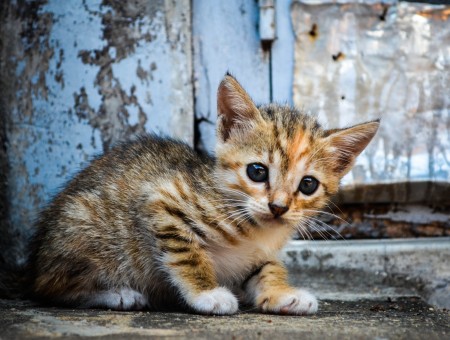 Brown Tabby Kitten On Gray Concrete Floor