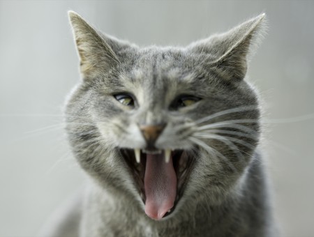 Gray And White Cat Showing Fangs