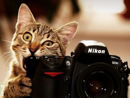 Gray Stripe Cat Biting Nikon Slr Camera