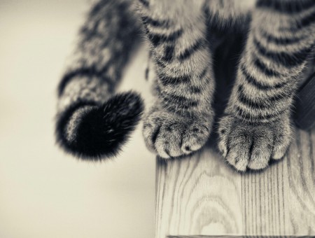 Grey Scale Photography Cat Legs
