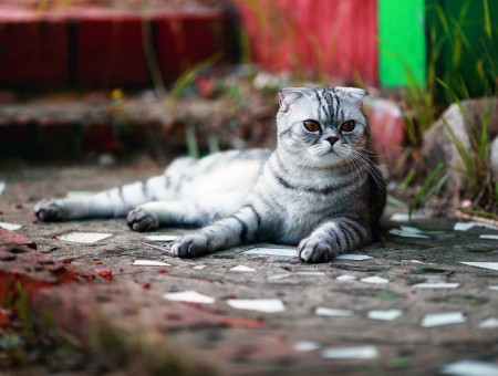 Silver Tabby Cat On Ground