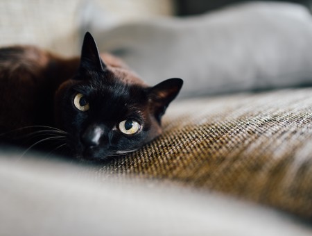 Black Cat On Brown Textile