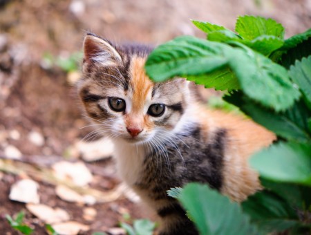 Calico Kitten Standing Beside Green Ovate Leaf Plant During Daytime