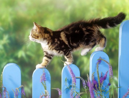 Brown Tabby Cat On Blue Wooden Fence By Green Grass Field During Daytime