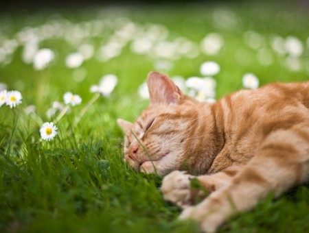 Orange Tabby Cat In White Field Flowers Sleeping