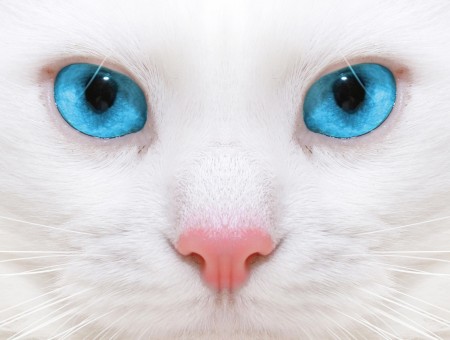 Blue Eyes White Cat