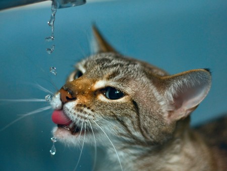Motion Shot Of Cat Drinking From Faucet
