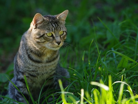 Brown Tabby Cat Sitting On Green Grasses