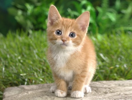 Orange Tabby Kitten On Rock
