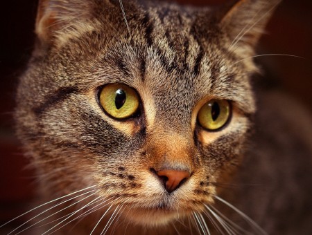 Brown Tabby Cat In Close Up Animal Photography