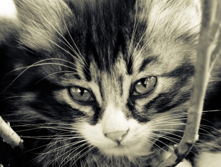 Gray Tabby Cat's Face