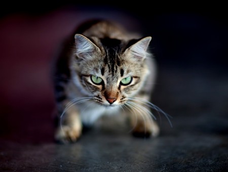 Gray And Brown Tabby Cat In Close Up Photograohy