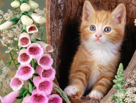 Orange Tabby Kitten Beside Pink Flowers