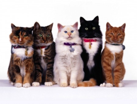 Calico, Brown And Orange Tabby, White And Tuxedo Cats