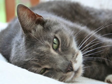 Gray And White Cat Lying On Textile