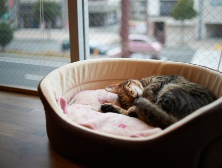 Brown Tabby Cat On Brown Round Padded Pet Bed