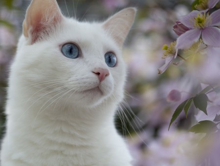White Short Haired Cat Macro Photography