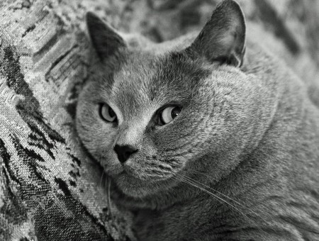 Cat Laying Near Tree Black And White Photo