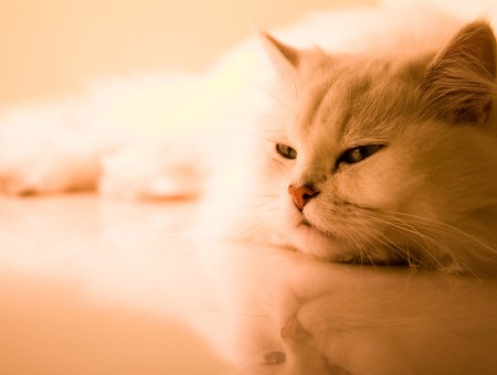 Cat Lying On White Textile