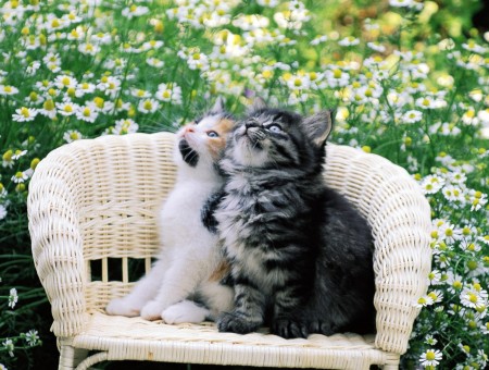 Gray Tabby Kitten Beside Calico Kitten Sitting On White Wicker Chair Near White Daisy Flower
