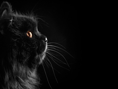 Black Cat In Close Up Photography