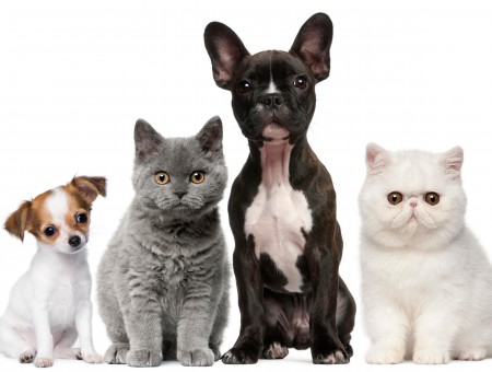 Whit And Black French Bulldog Between White Russian Blue Cat, Chihuahua And Scottish Fold Cat