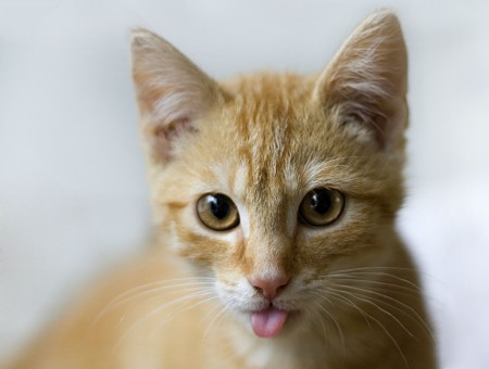 Orange Tabby Cat In Tilt Shift Lens Photography