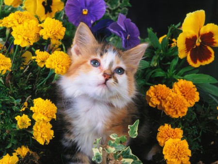Brown And White Cat In Between Yellow Flowers