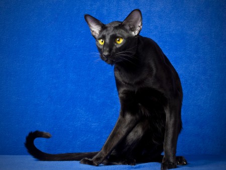 Black Short Haired Cat