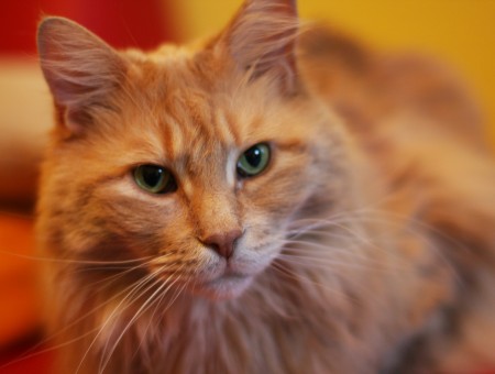 Fawn Maine Coon