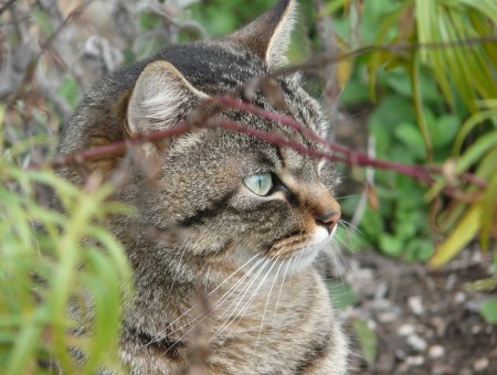 Tabby Cat Sitting Next To Green Leaf