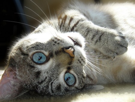Silver Tabby Cat Lying With Paw Below Her Head