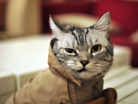 Silver Tabby Cat In Brown Pet Shirt