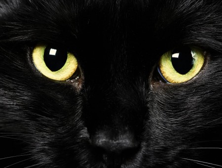 Close Up Photo Of Black Cat