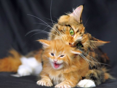 Orange Tabby Kitten And Tortoiseshell Cat