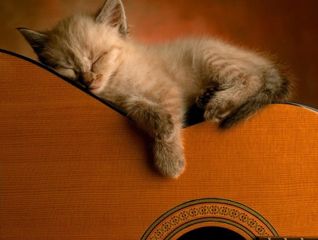 Brown Furred Kitten Sleeping On Brown Wooden Acoustic Guitar