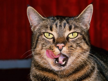 Brown Tabby Cat Licking Tongue Near Red Curtain